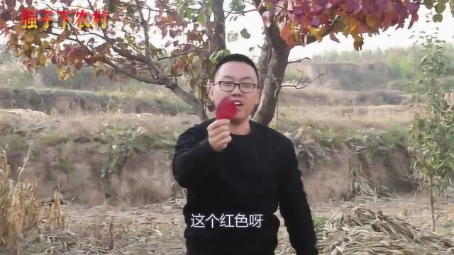 梨树是什么样子的呢?我们一起来看看吧!