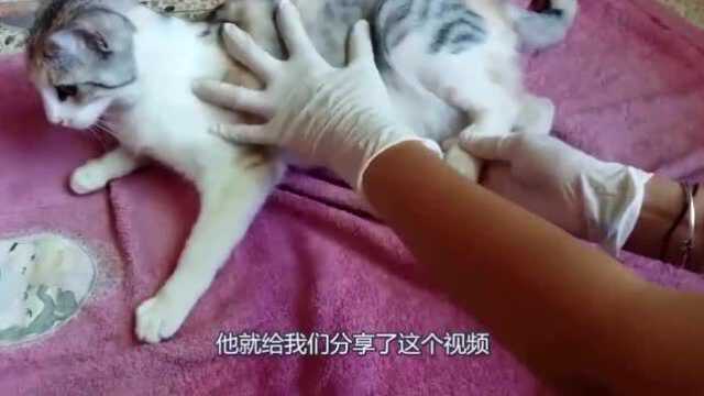 猫咪生宝宝的过程,看着很揪心,猫咪真的是很勇敢