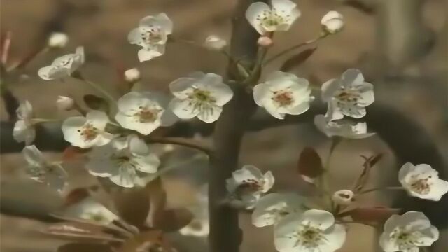 红香酥梨栽培技巧—掌握人工辅助授粉、科学疏果顺序必不可少