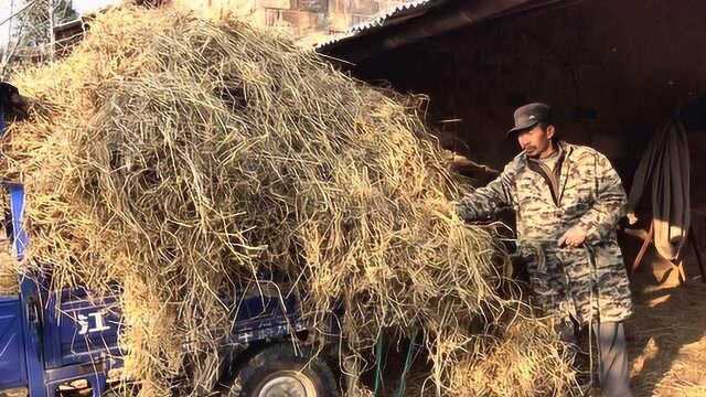 养兔业没那么轻松!特别是家庭养殖,所有事情全部亲力亲为很繁忙