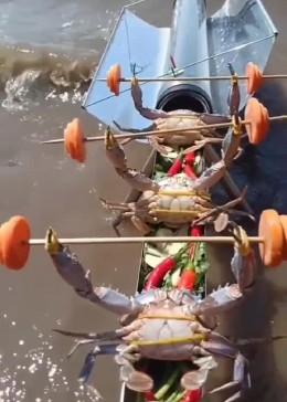 螃蟹比赛举重,真是太喜感了,谁输了把谁煮了 - 腾讯视频