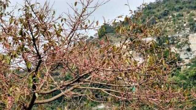 香港沙田有80年历史的西林寺