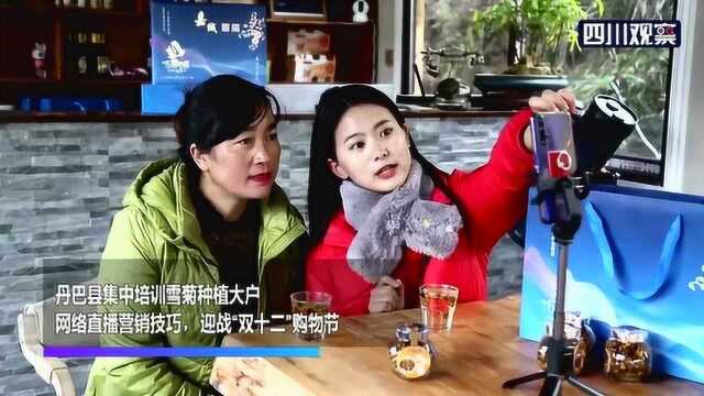 丹巴美人直播带货 高山雪菊“双12”走俏