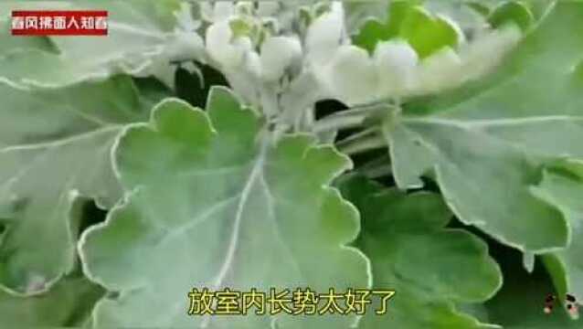 谁说菊花秋季插不活的?我这盆立冬插的,放室内长势太好了!