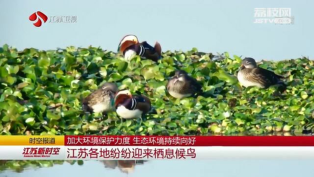 加大环境保护力度 生态环境持续向好 江苏各地纷纷迎来栖息候鸟