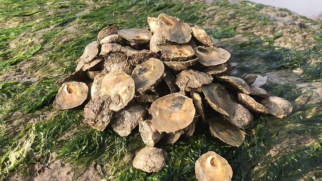 小倪赶海趟水进岛,岛上布满粉色大帽贝,人称“海中假鲍鱼”