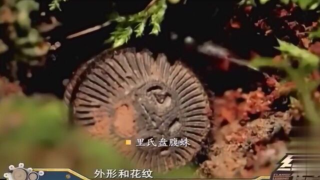 经过专家的努力,终于找出了蜇伤男子的昆虫,原来是里氏盘腹蛛