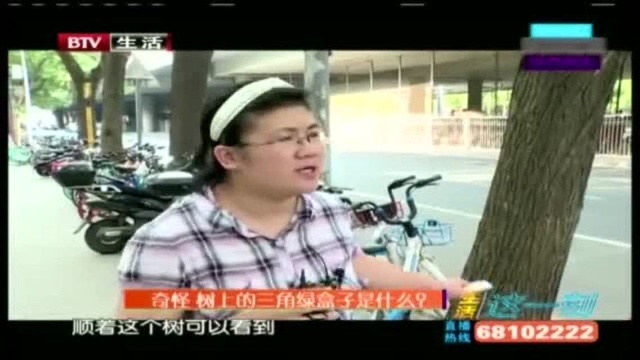 树上的三角绿盒子是什么?!