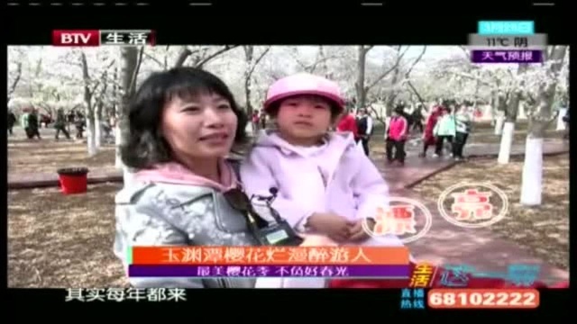 玉渊潭樱花烂漫醉游人!