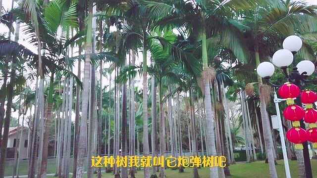 2020年的深圳荔枝公园,与往年比,自驾旅游拍摄