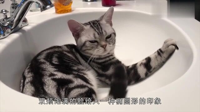 你见过哪些颜色的猫咪?有一种猫咪全身银色你见过吗,快来看看吧