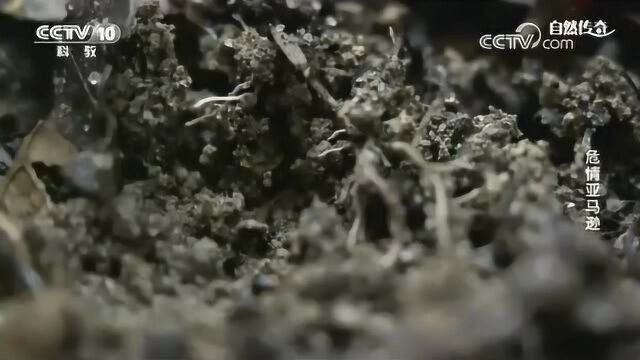 丰富的生物群落拥有着无与伦比的多样性