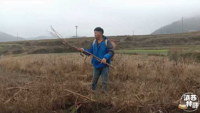 山里面的这些柴干了,林哥背一大些回家,过年的时候用来烧菜煮饭