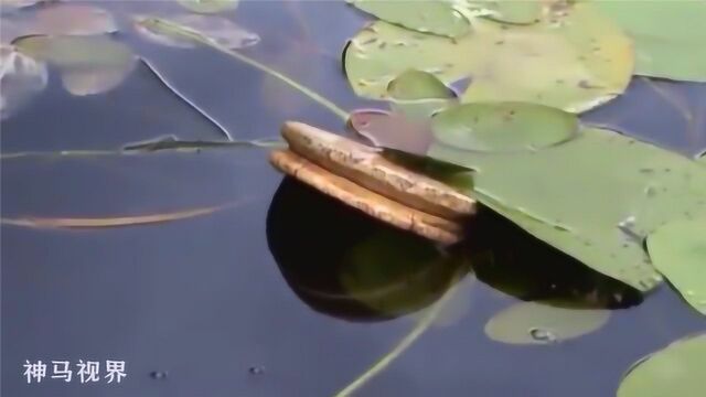 荷塘的野钓被拖到中间,原来困住的是大货