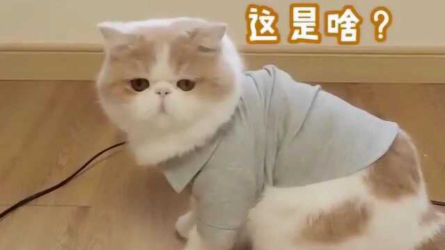 听说把小猫圈起来它就不会跑,今天一试果然这样,太好玩了吧也!