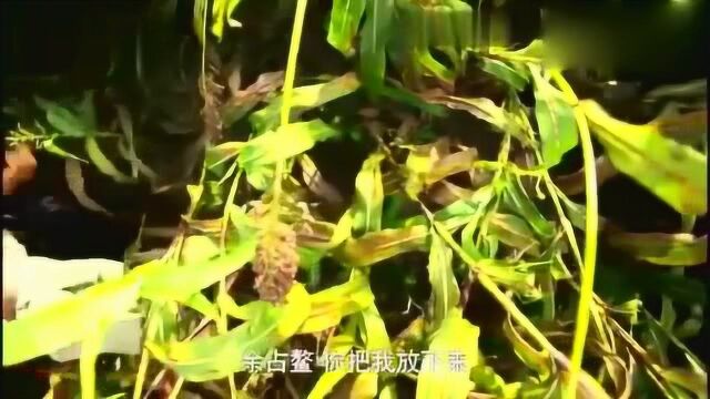 余占鳌扛九儿去高粱地,这次又要干什么