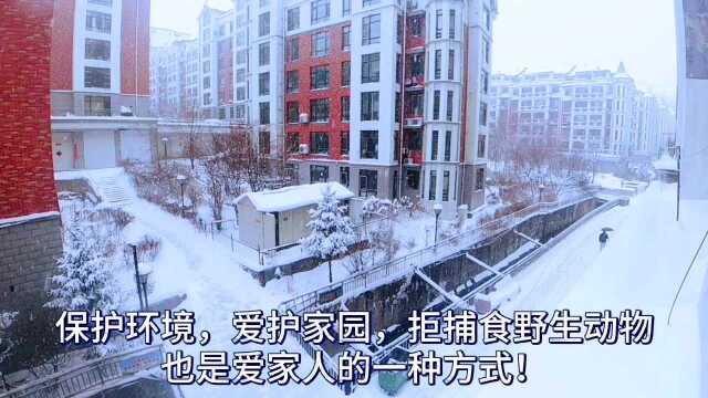 #每日短视频精品推荐#最后一场冬雪天渐暖,万物发,加油