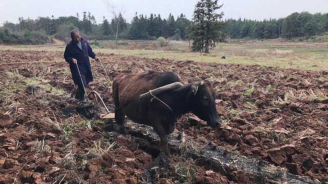 70岁农民大伯用牛犁田,这种传统耕种画面,你们见过吗?