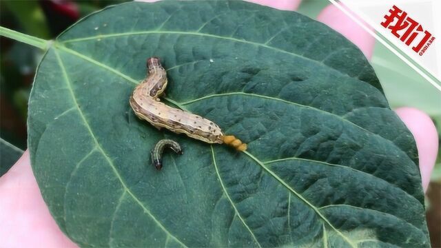 热点丨植保专家谈草地贪夜蛾虫害态势:不是洪水猛兽危害性不如非洲蝗虫