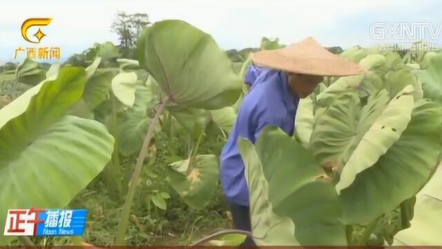 全州石塘镇:特色产业铺就贫困群众脱贫致富路