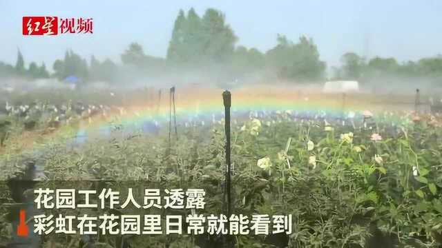 成都一花园浇花浇出彩虹走红网络,工作人员:每天都有彩虹看