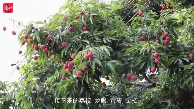 发财树下发大财,脱贫增收有盼头|云浮云安石底村脱贫记