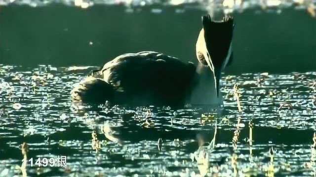 [生命的故事]清洁高手 杰出的潜水员——凤头