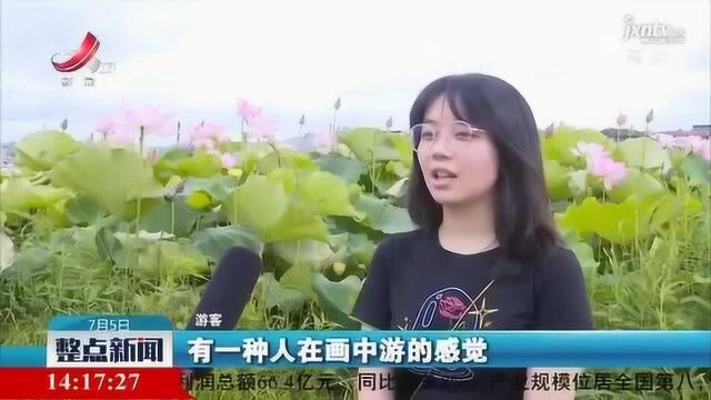 石城:十万亩荷花竞绽放