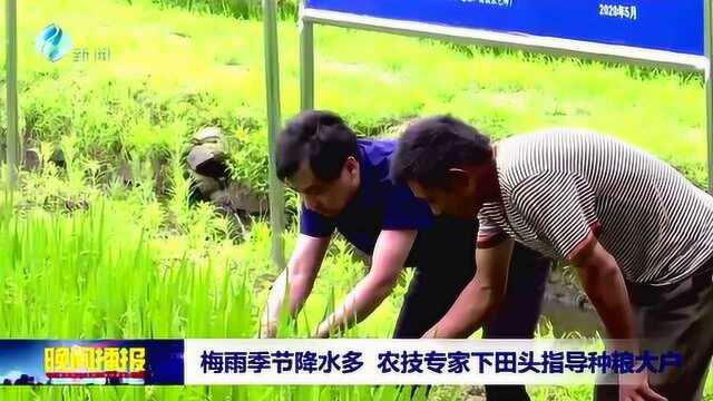 梅雨季节降水多 农技专家下田头指导种粮大户