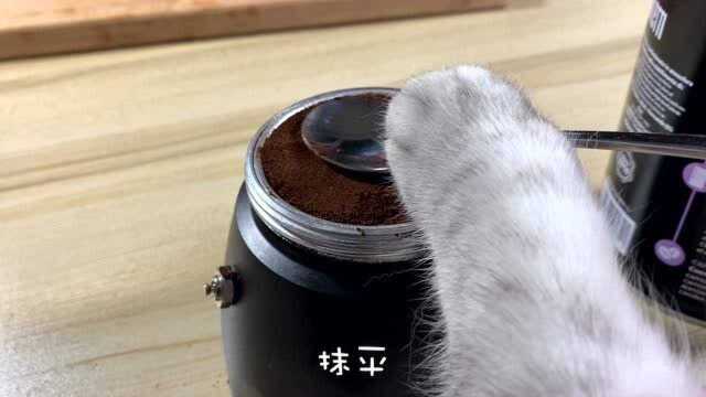 【料理猫王】猫咪做的咖啡,该不会是猫屎咖啡吧!!