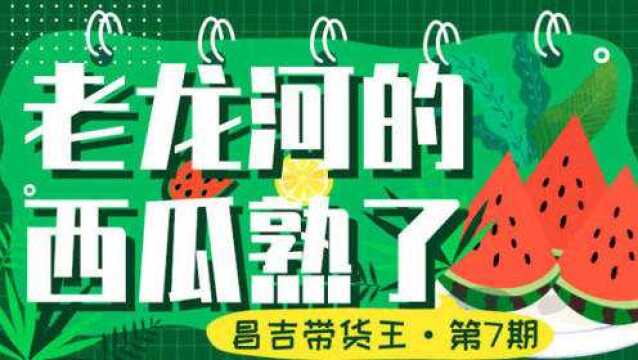 昌吉带货王第7期老龙河西瓜大量上市