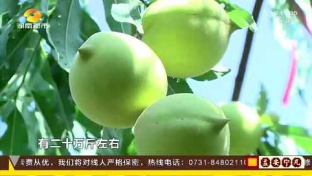 蓝山鹰嘴桃甜蜜上市 多汁甜脆 日销万斤走俏市场!