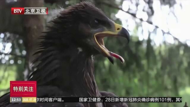 白俄罗斯鸟类学家为野外猛禽筑巢