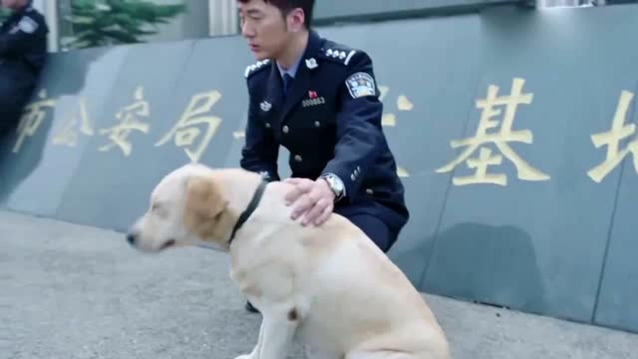 警花与警犬樱桃没有看见李姝寒心里面很难受直接在地上不起来