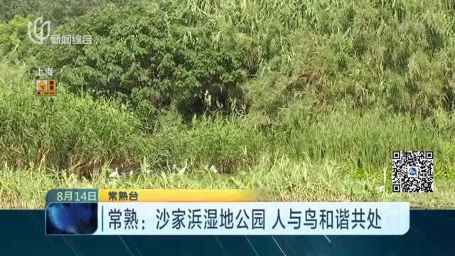 常熟:沙家浜湿地公园 人与鸟和谐共处