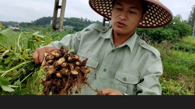 去丈母娘家摘花生,花生大丰收!摘到手起泡