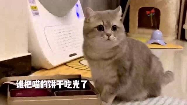 猫咪看到自己的饼干没了,这生气的表情,真挺吓人的