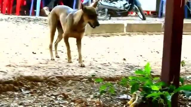 美猴和猎狗发生了激烈冲突,美猴一个动作狗子秒怂