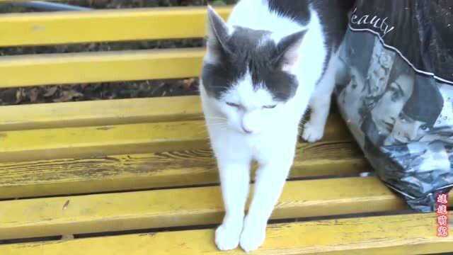 流浪猫在长凳上喵喵叫,前足不断挪动,这是饿了在乞求食物