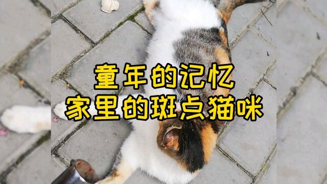 斑点猫咪西咪西