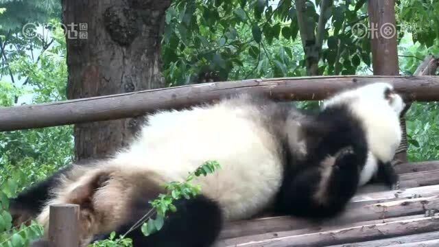 咪咕熊猫:魔性熊猫舞再掀热潮,销魂熊猫舞了解一下