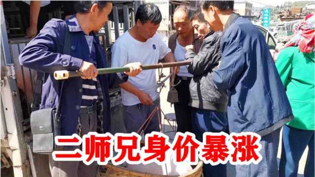 带你来了解云南的猪价,小猪仔要90元1公斤,你那里猪贵吗?