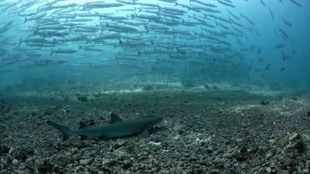 大海里300多种鲨鱼不是咬人的,你看这海底多美!