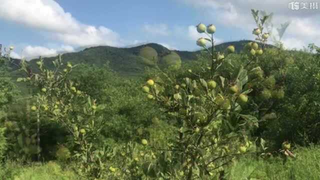 安徽滁州海拔最高山脚下,一棵满结满果实的山里红姑娘们激动坏了