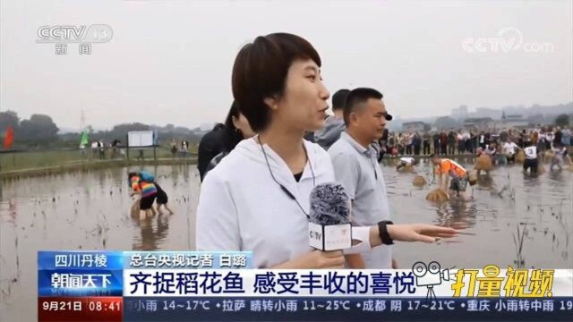 丹棱县举行特色活动,全民上阵捉稻花鱼,感受丰收喜悦