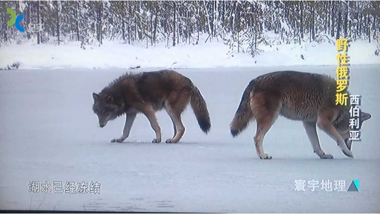 生活在西伯利亚的欧亚狼每天可以吃掉9公斤肉走200公里