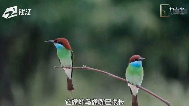 见证我们的小康生活——一起走进丽水九龙湿地公园