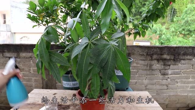 每月4克花多多肥,发财树呼呼长,叶肥枝又壮