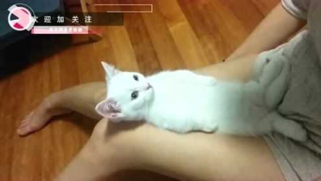 小猫咪眼睛盯着女主人看,用眼神告诉主人摸摸它,表情太可爱了