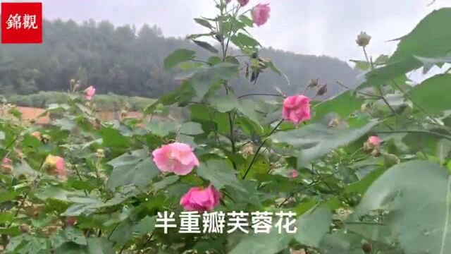 芙蓉花新品种